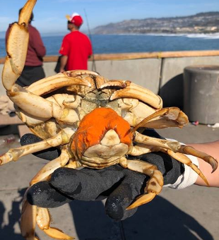 Experience the joy of crabbing in the Bay!